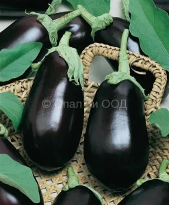 Vinete NR 12 - Seminte de vinete soi semitimpuriu greutate medie de 250 gr, gust excelent, foarte productiv, 2 grame, Opal